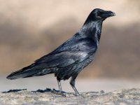 Common Raven